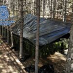 Cultivaban y vendían marihuana en el Parque Natural Serranía de Cuenca