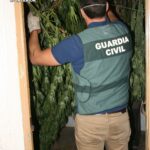 Intervenidas 39 plantas de marihuana en la localidad conquense de Casasimarro