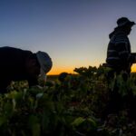 La vendimia en la DO Valdepeñas llega a su fin con 105,2 millones de kilos recogidos