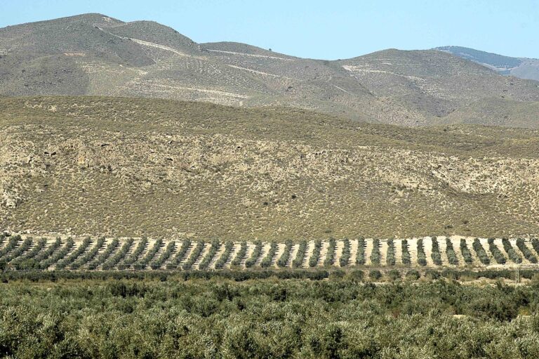 La agricultura, ganadería, pesca, industria alimentaria y sus actividades relacionadas son servicios esenciales La agricultura, ganadería, pesca, industria alimentaria y sus actividades relacionadas son servicios esenciales
