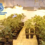 La Policía detiene a un matrimonio en Alcázar de San Juan tras desmantelar una plantación de marihuana