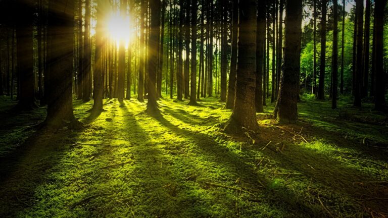 Veinticinco profesores de la UCLM, inmersos en un proyecto de la Unión Europea relacionado con la bioeconomía forestal