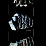 Excavaciones en El Provencio dan con un mamut y caballo de unos 500.000 años