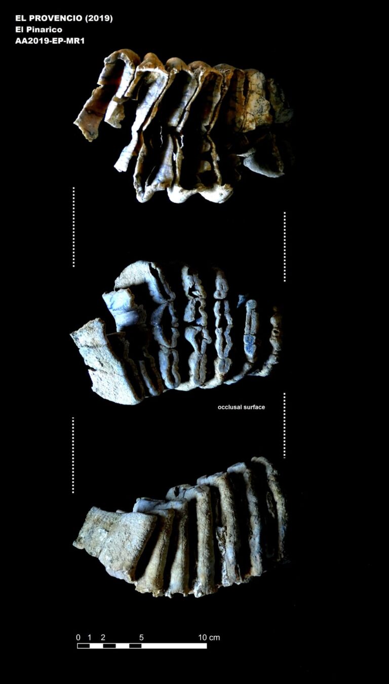Excavaciones en El Provencio dan con un mamut y caballo de unos 500.000 años