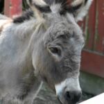Un accidente de tráfico deja al belén viviente de Cuenca sin buey ni mula