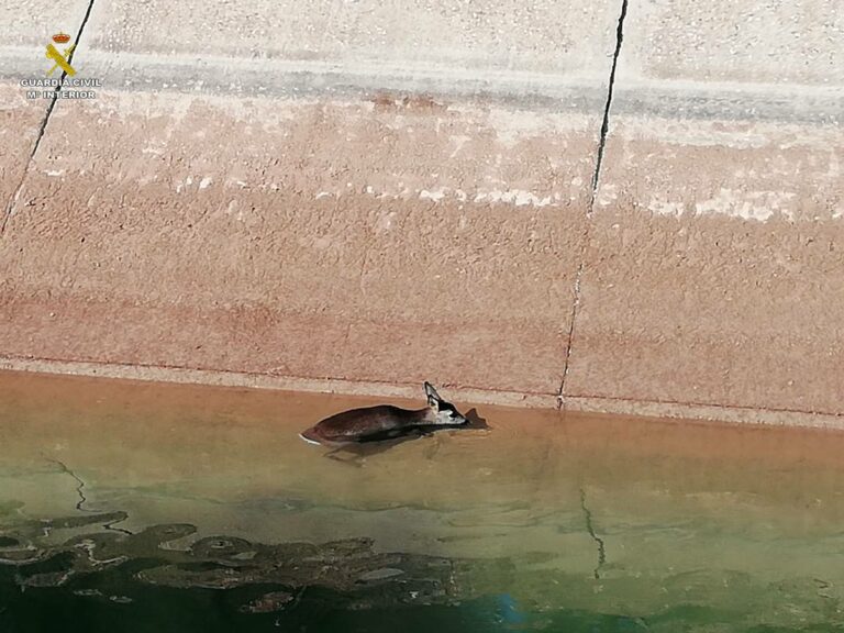 Rescatado un corzo que se estaba ahogando en el canal del trasvase Tajo-Segura a su paso por Cuenca