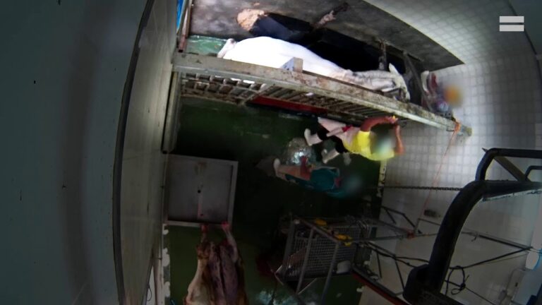 Una cámara oculta revela el maltrato sufrido por los animales de un matadero de Caudete