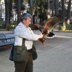 El Ayuntamiento de Albacete pone en marcha un plan para tratar de controlar la sobrepoblación de palomas