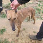 La Guardia Civil detiene a una persona por el robo de seis perros