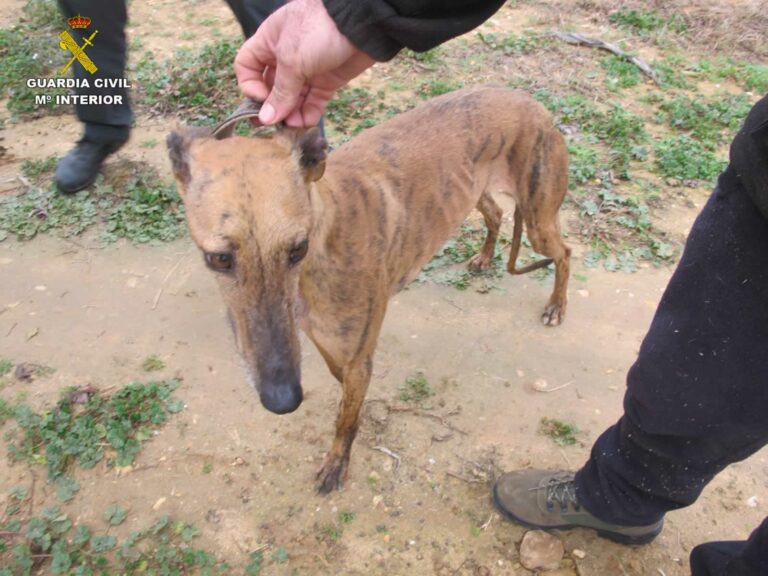 La Guardia Civil detiene a una persona por el robo de seis perros