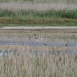 Empresarios de Daimiel cerrarán establecimientos el 29 de marzo y marcharán para exigir un trasvase a Las Tablas