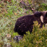 El parque cinegético El Hosquillo abre sus puertas de la temporada 2020 el 19 de marzo