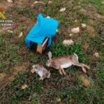 Investigado tras saltarse el confinamiento y cazar en una zona protegida de Daimiel