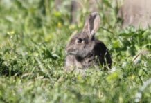 Agricultores piden una solución a la plaga de conejos y denuncian la «ineficacia» de la Junta