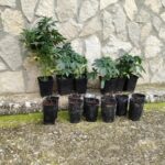 Pillado en la localidad conquense de Alcantud con marihuana, saltándose por segunda vez el confinamiento