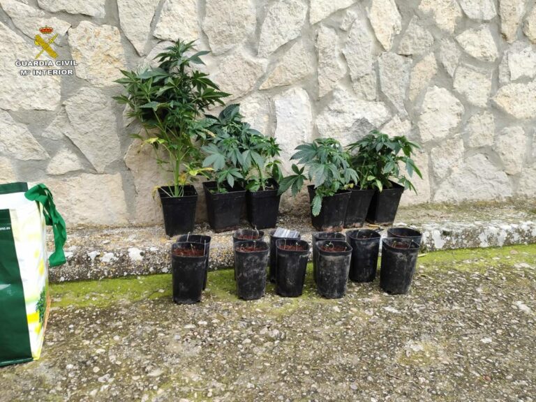 Pillado en la localidad conquense de Alcantud con marihuana, saltándose por segunda vez el confinamiento