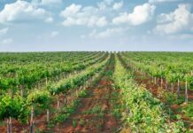 Castilla-La Mancha: líder en superficie cultivada y desarrollo fotovoltaico
