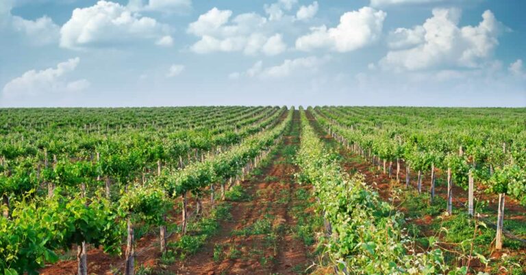 Agricultores consideran insuficiente la dotación económica del «paquete vino COVID19» Agricultores consideran insuficiente la dotación económica del «paquete vino COVID19»