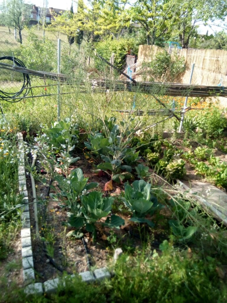 Sanidad permite el desplazamiento para el cuidado de huertos y recolección de producciones agrícolas