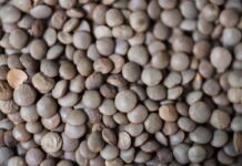 Agricultores de La Manchuela conquense donan 25 toneladas de lenteja al Padre Ángel y Cáritas