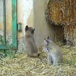 La lince Odrina da a luz a una nueva camada en un pajar de Ciudad Real