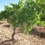 VidOrgan, el mejor alimento para el viñedo y el cuidado del medio ambiente