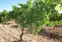 Más de tres millones de euros de reestructuración de viñedo serán abonados este viernes