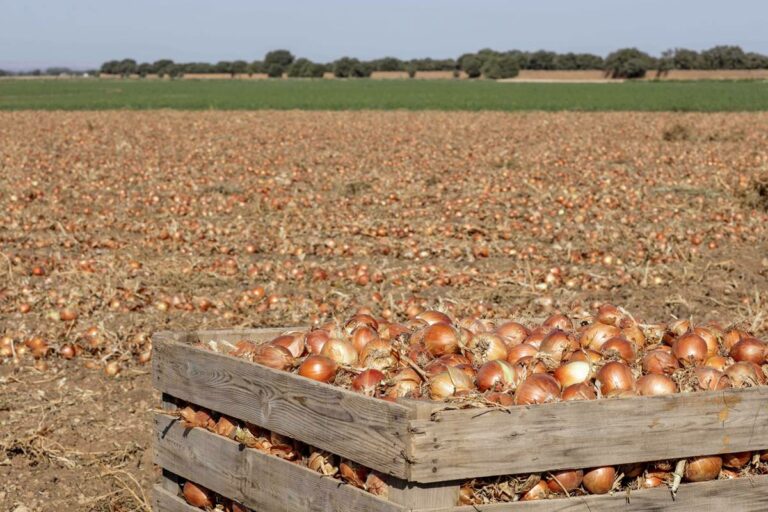 Asaja Ciudad Real se queja de los «precios ruinosos» que se está pagando a los productores de cebollas