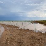 Entre el 30 y el 40% de superficie agraria podría verse afectada tras el granizo en Socuéllamos