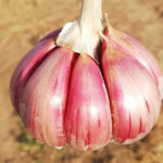 Un premio nacional para la Sociedad Cooperativa Coopaman de Las Pedroñeras