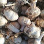 La campaña del Ajo Morado de Las Pedroñeras supera las expectativas en cuanto a calidad y producción