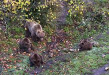 Parque Cinegético El Hosquillo: fauna y naturaleza únicas en el corazón de la Serranía de Cuenca