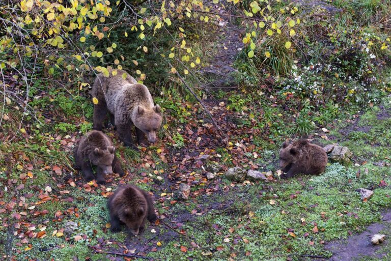 Parque Cinegético El Hosquillo: fauna y naturaleza únicas en el corazón de la Serranía de Cuenca