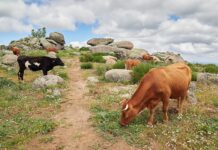 UPA califica de «ruina total» la situación de los ganaderos lácteos