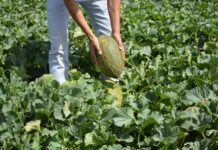Arranca la campaña del melón y la sandía en Castilla-La Mancha con precios por debajo del coste