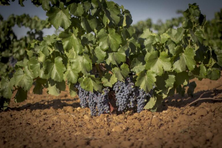 El Consejo Regulador La Mancha solicita la inclusión de la variedad Garnacha Tintorera en la D.O. La Mancha