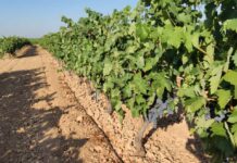 ¿Hacia dónde se orientará la Política Agraria Común después de 2027?