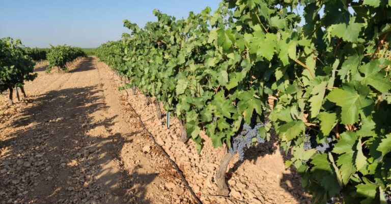 Denuncian que el convenio de Vinícolas de Ciudad Real lleva un año caducado