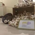 El Ajo Morado de Las Pedroñeras continúa presente en el Museo Etnográfico y del Ajo