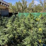 Detenido en Cuenca por usar su azotea para cultivar marihuana