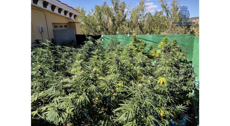 Detenido en Cuenca por usar su azotea para cultivar marihuana