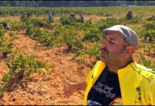 «Toca Vendimiar», el nuevo vídeo de Agustín Durán parodiando el «Waka Waka» de Shakira