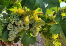 El campo pide recetas para mantener estable el precio de la uva