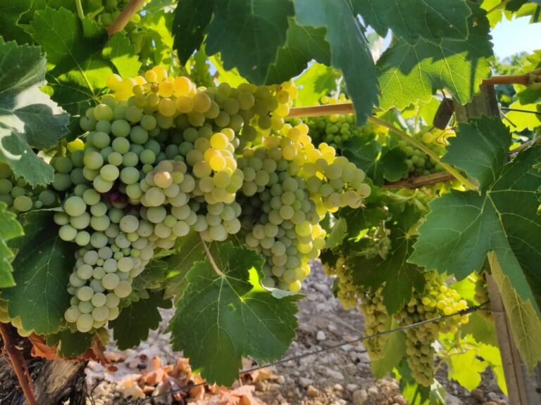 El campo pide recetas para mantener estable el precio de la uva