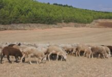 IU pide recuperar las vías pecuarias «por su alto valor medioambiental, cultural y paisajístico»