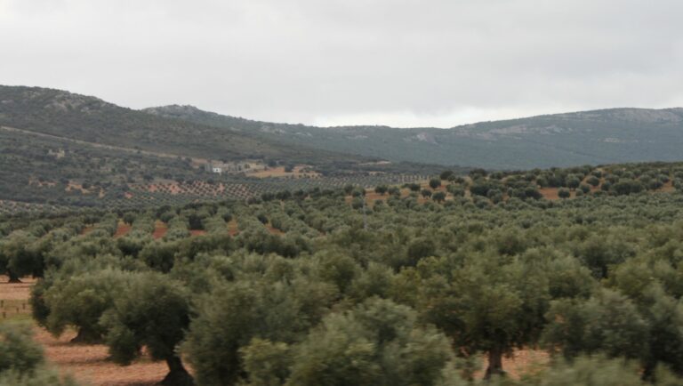 Asaja C-LM ve «condiciones de mercado favorables» para que el precio de la aceituna se pague a 3 euros por kilogramo Asaja C-LM ve «condiciones de mercado favorables» para que el precio de la aceituna se pague a 3 euros por kilogramo