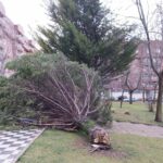 Árboles caídos en Cuenca tras las rachas de viento de hasta 64 km/h