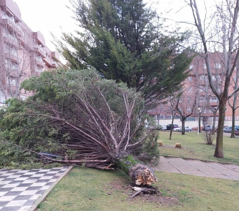 Árboles caídos en Cuenca tras las rachas de viento de hasta 64 km/h