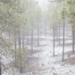 Albacete y Cuenca estarán en alerta amarilla por viento este miércoles