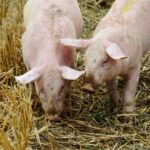 Una quincena de cerdos muertos tras el incendio de una explotación porcina en Cuenca